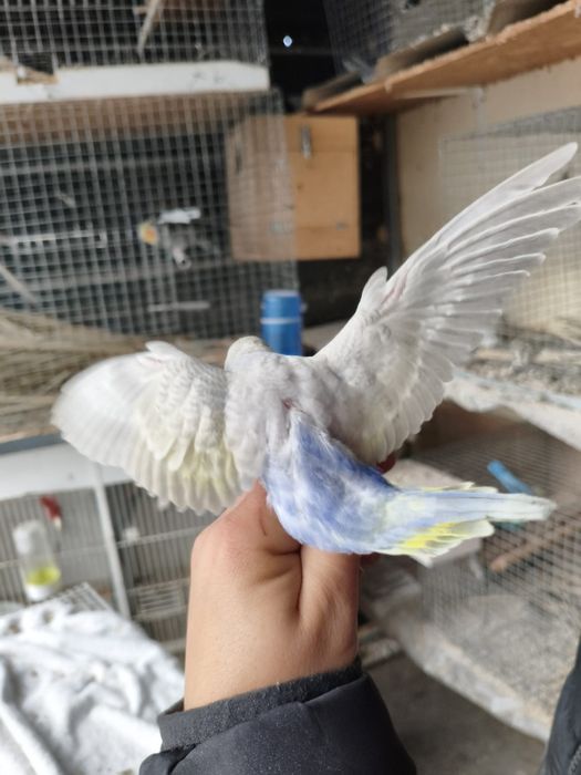 Piriquitos arco iris