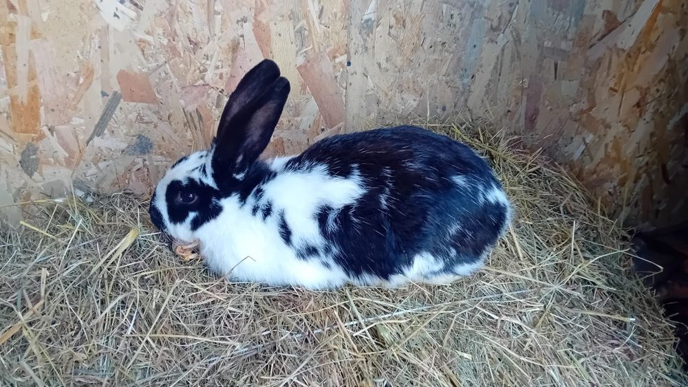 Sprzedam królika samca