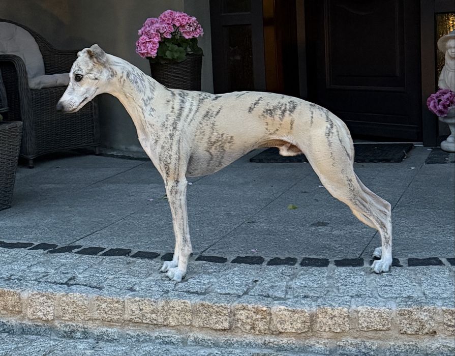 Chart Angielski WHIPPET