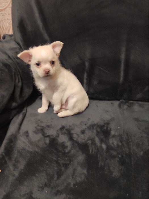 Чихуахуа мальчик