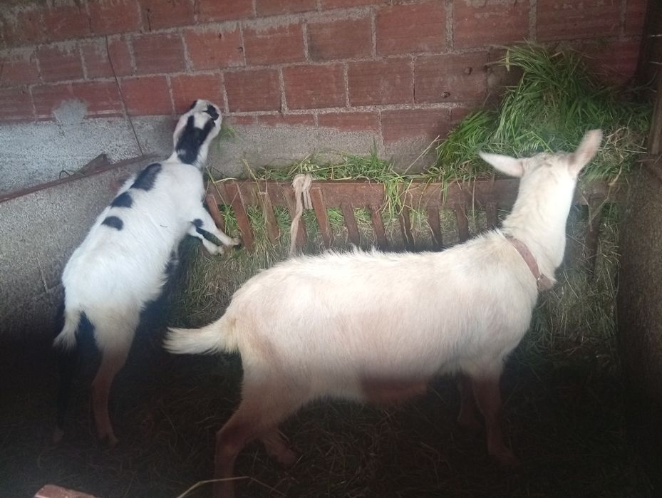 Cabras para mudar pasto