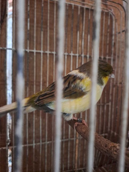 Canarios ponte de lima