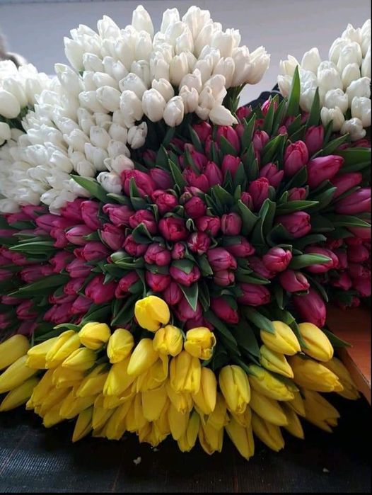 Цибулини тюльпанів на кг