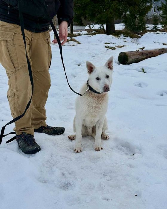 Арчі, метис, шукає дім