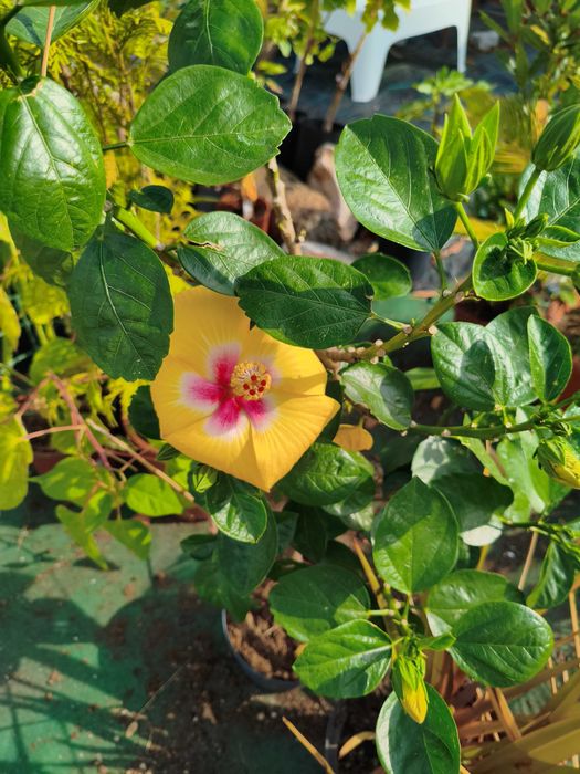 Hibisco Sinesis - planta em vaso