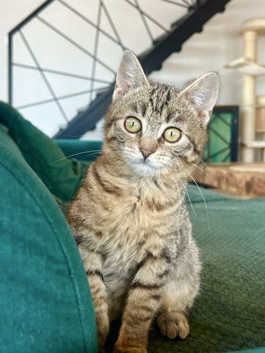 Borówka – młoda kotka,szuka  domu