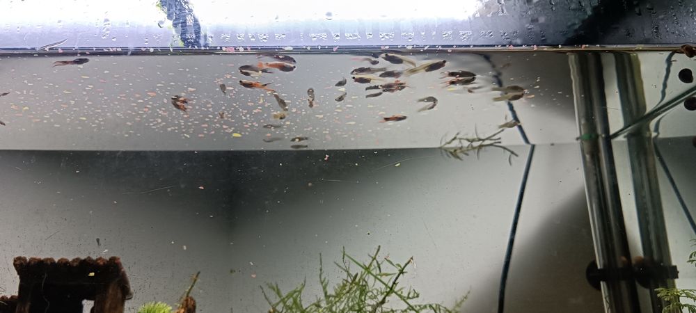 Guppys pá venda com muita saúde