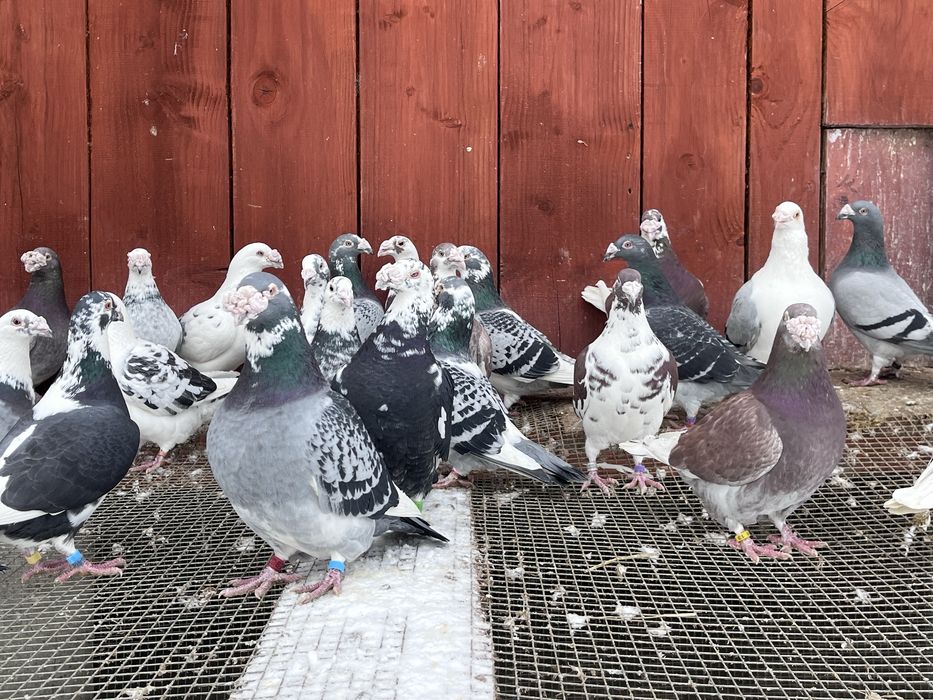 Gołębie staropolskie samce i samiczki