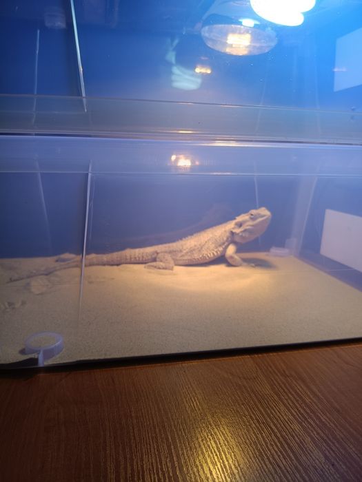 Agama brodata , dwa lata