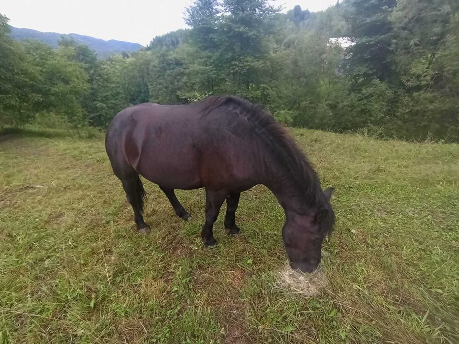 Продам коня, жеребць