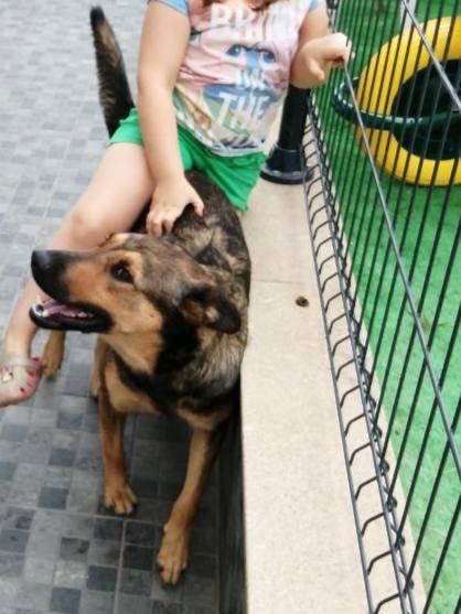 Adoção Responsável - Cadela