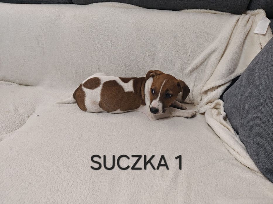 Suszka Jack Russell Terrier