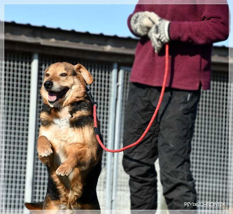 Witek – przy człowieku rozkwita jakby był szczeniakiem