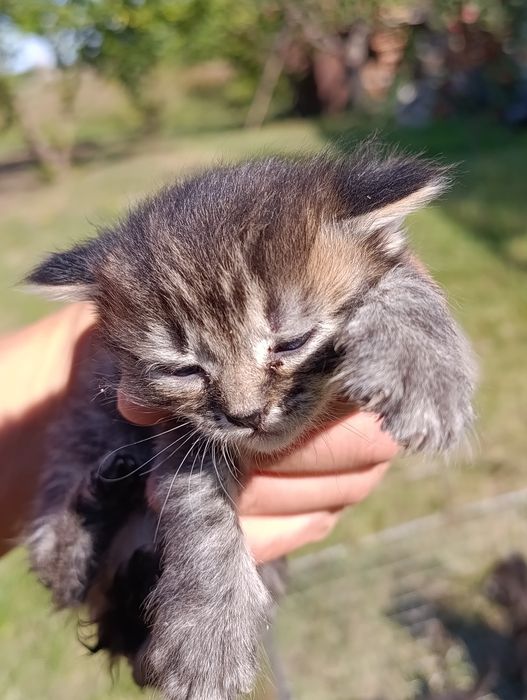 котята в хорошие руки