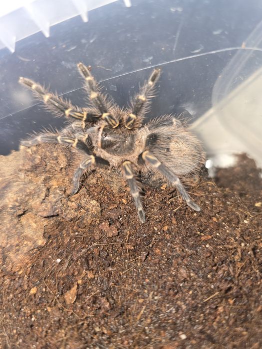 G.pulchripes Samiec i Samica 2DC