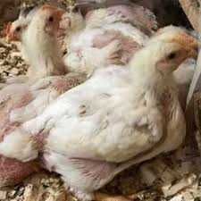 Курчата добові та підрощі кобб 500