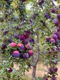 45 га - сад яблук, абрикос, черешні, слив та вишні + матеріальна база.