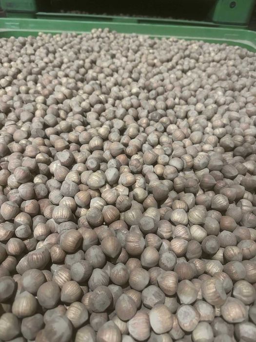 Orzechy laskowe suszone