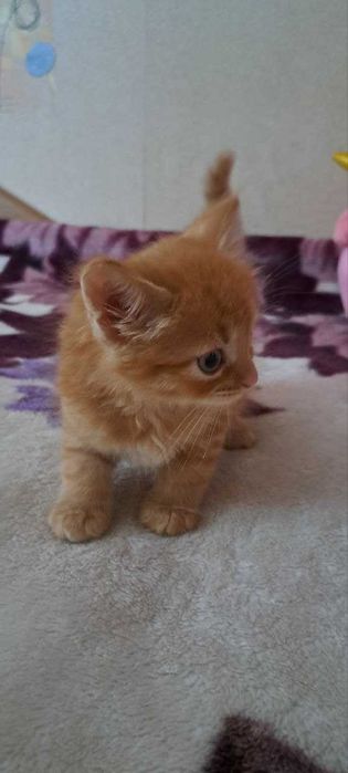 Кошенятко в добрі ручки