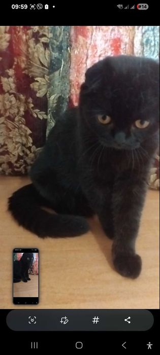 Шотландская чорная кошечка