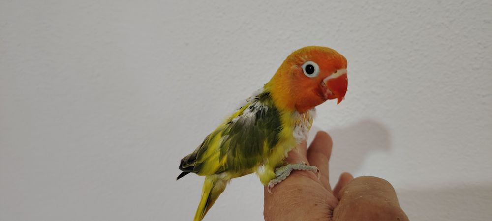 Agapórnis Fischer Opalinno.