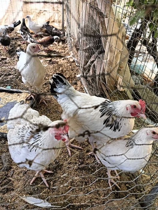 Venda de galinhas/patos/cabras anãs