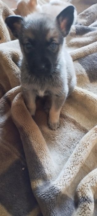 Продаються цуцення