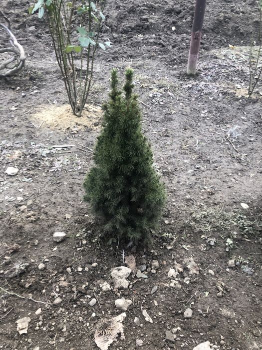 Туї різних видів