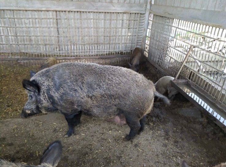 Продам Кабанів різного віку