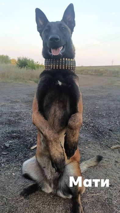 Цуценята малінуа КСУ