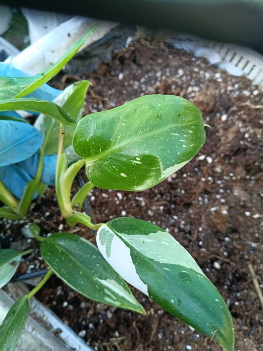 philodendron white wizard-sadzonki mniejsze