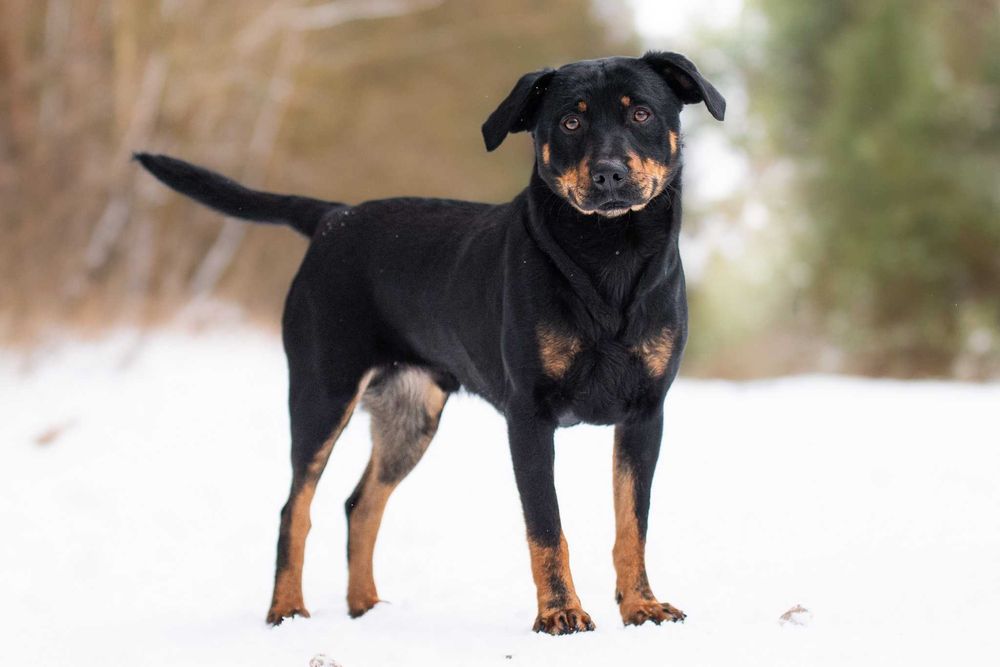 Corly: uległy i pozytywny przytulas