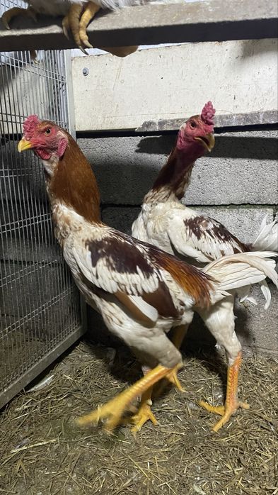 Galinhas indio gigante
