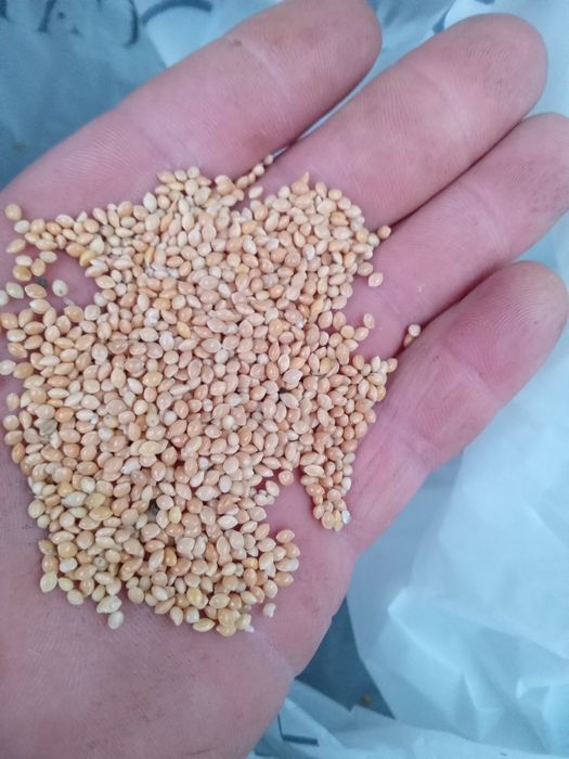 Продаю зерно пшениці ячмень