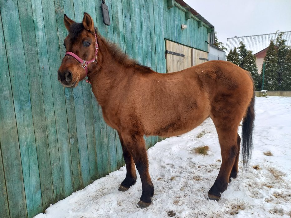 Klacz huculska do siodła.