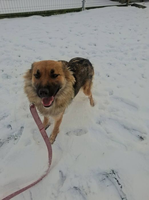 Dori, młoda sunia szuka domu