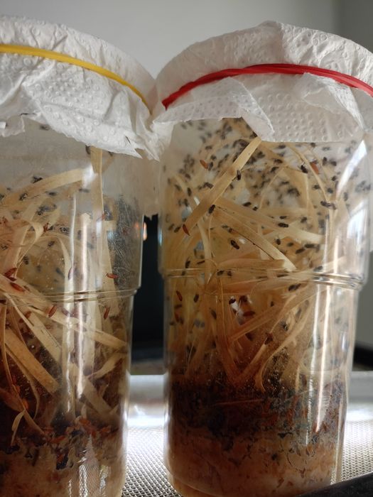 Muszki owocówki , Drosophila hydei, muszki nieloty