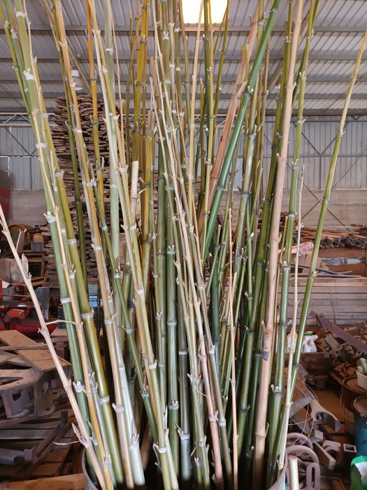 Canas Bambu vários tamanhos e diâmetros