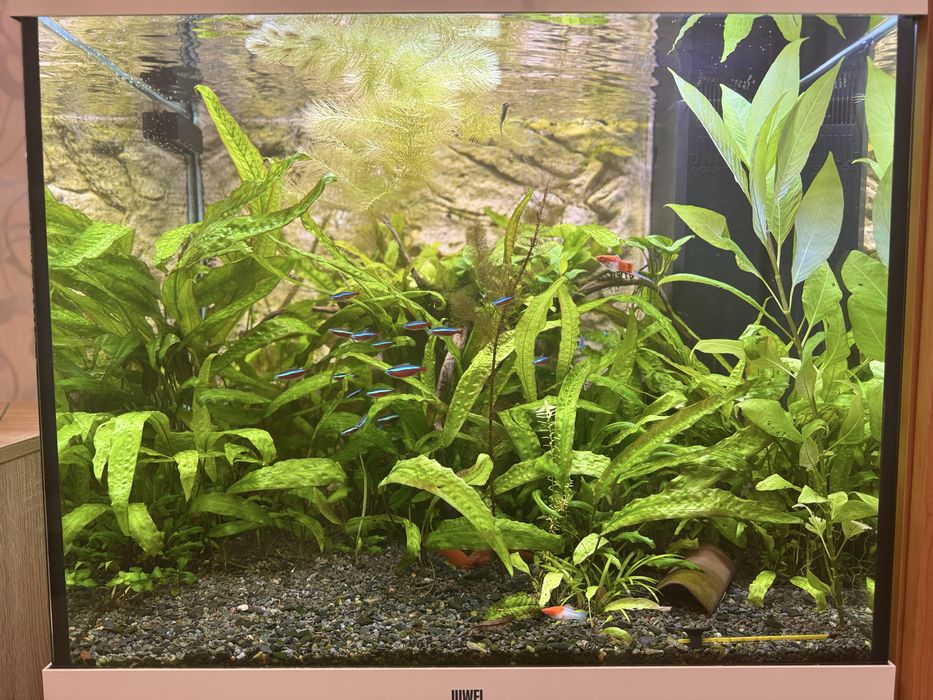 Рослини на продаж