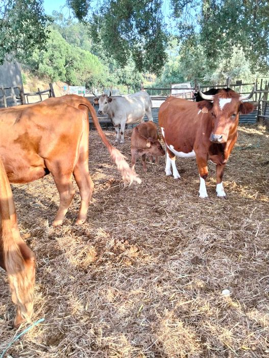 vacas cruzadas de limousine