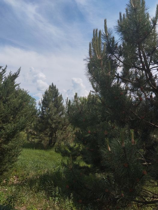 Продам в тихом красивом месте Нововодолажском района  дом  с ставком