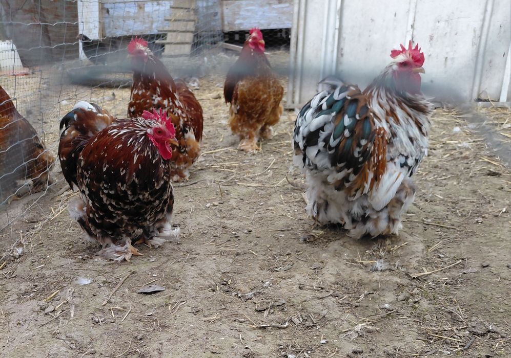 Kochiny karzełki nadwyżka