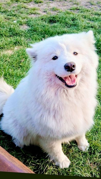 Samoyed ślicznej białe  misie do odbioru OSTATNI samiec