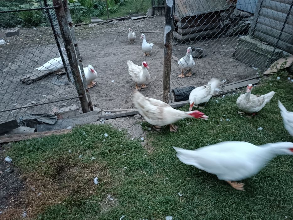 Продаються мускусні качки німецька важка лінія