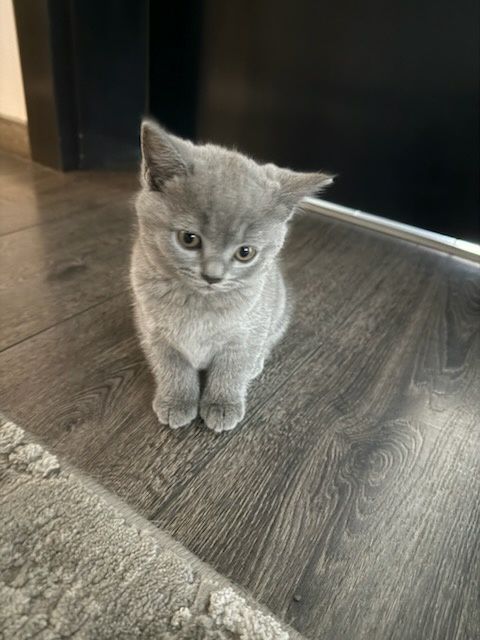 Kotek brytyjski z rodowodem