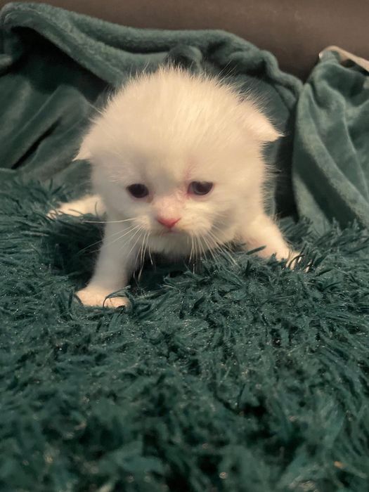 Biały szkocki zwisłouchy kocurek, cudo, zapraszam