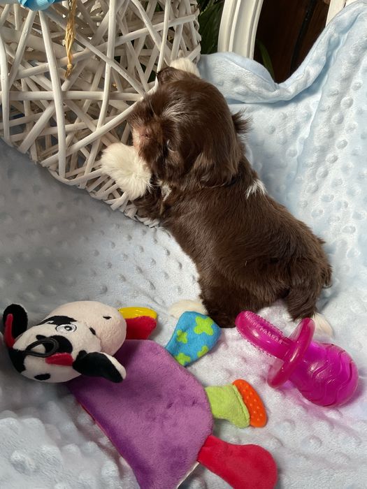 Shih - Tzu Salonowa Suczka