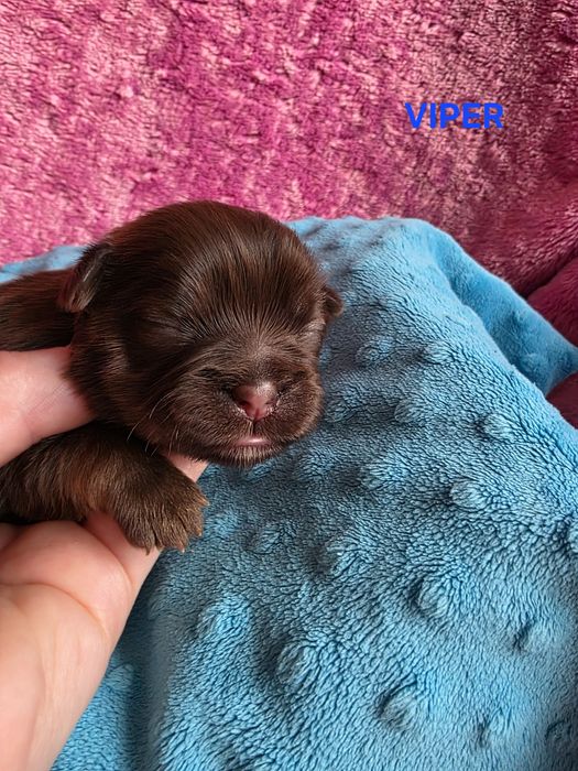 VIPER  czekoladowy chłopczyk