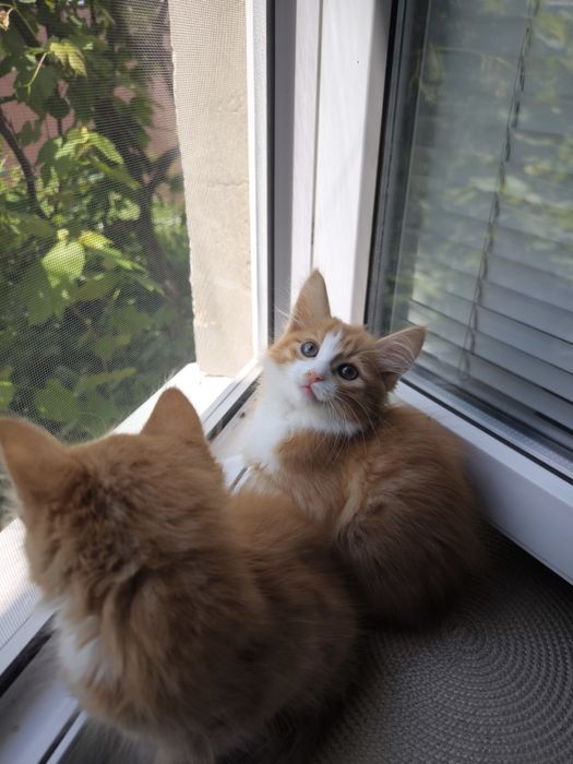 Руда кішечка. Котики. Кошеня. Руде кошеня