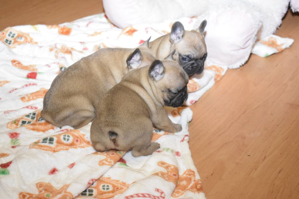 Buldog francuski Edzio